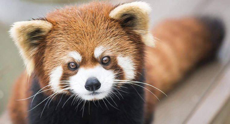 ¿Cuáles son algunos hechos sobre los pandas rojos?