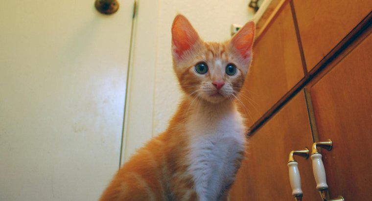 ¿Cuáles son algunos nombres para los gatitos anaranjados?