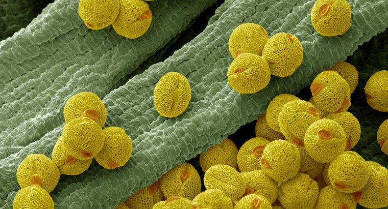¿Cuál es la función de una célula de polen?