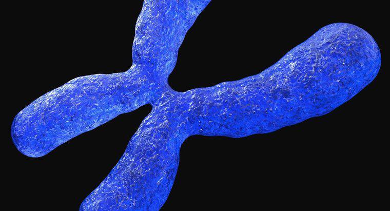 ¿Por qué son importantes los cromosomas?