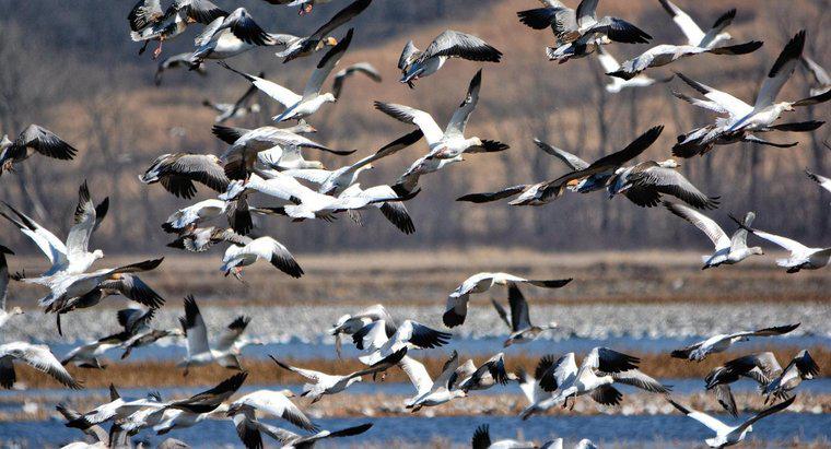 ¿Qué aves migran en el invierno?