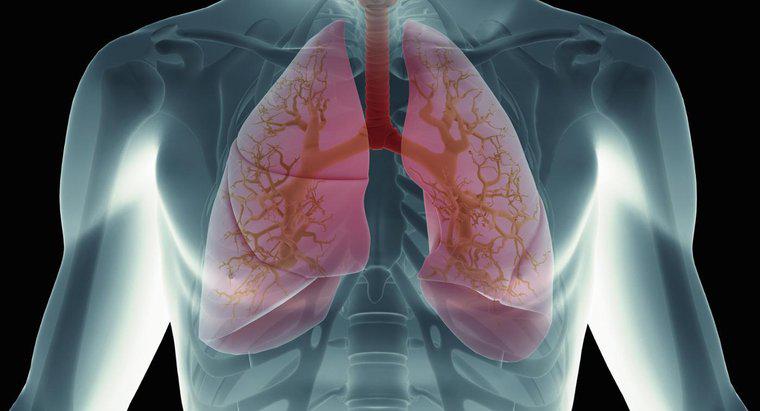 ¿Qué sucede cuando la sangre llega a los pulmones?