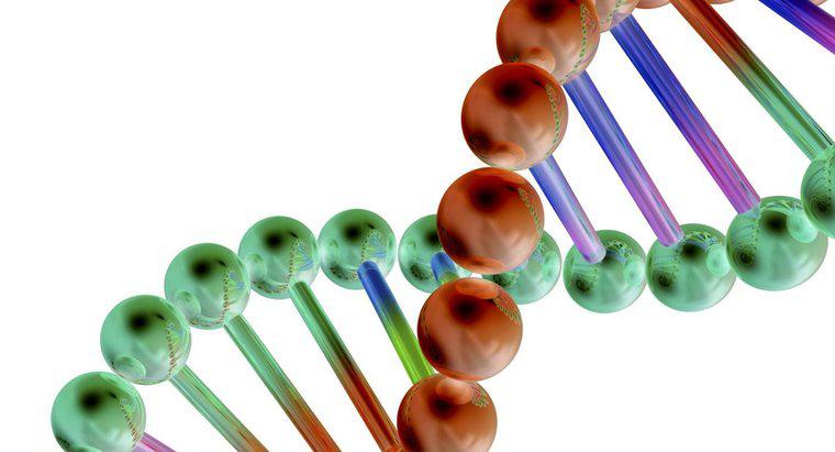 ¿Cómo se relacionan los genes con el ADN?