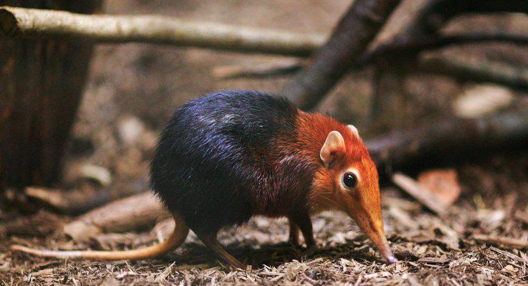 ¿Cuál es el mamífero más pequeño en la tierra?