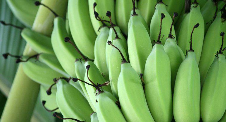 ¿Cuánto tiempo toma para que los plátanos maduren?