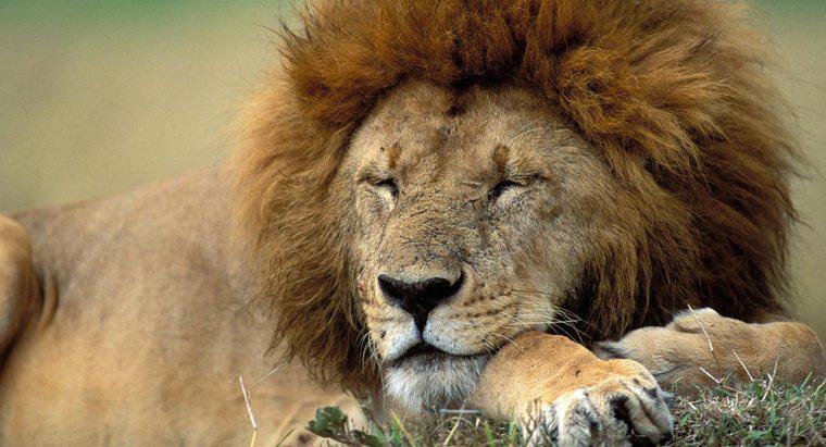 ¿Qué es el hábitat natural de un león?
