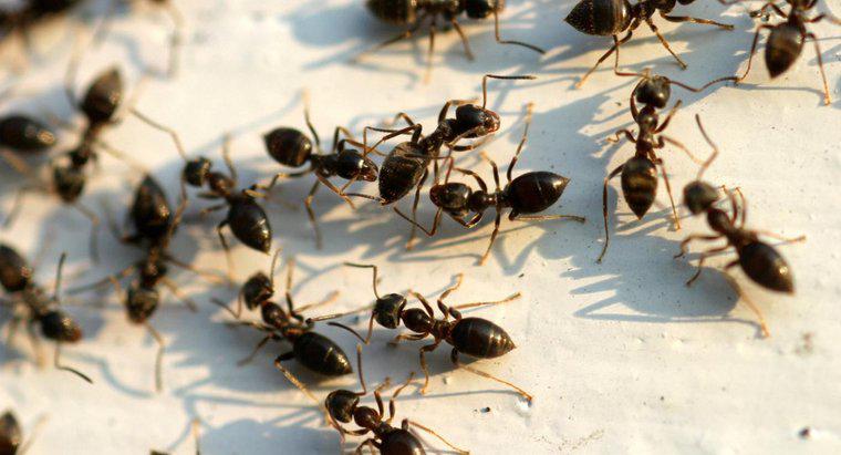 ¿Cómo me deshago de Big Black Ants?