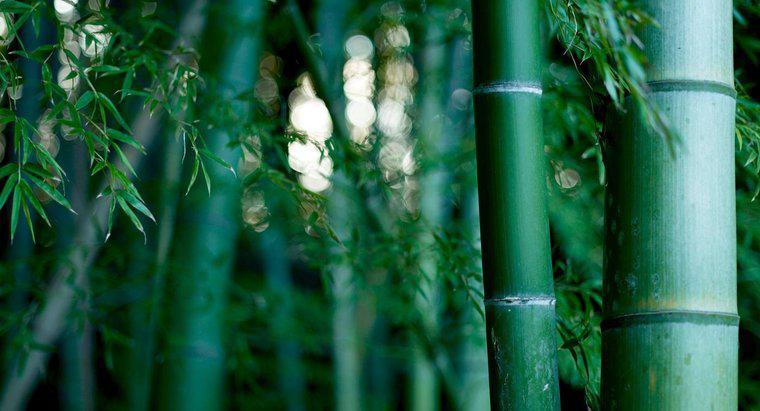 ¿Cuánto tiempo se tarda en cultivar bambú?