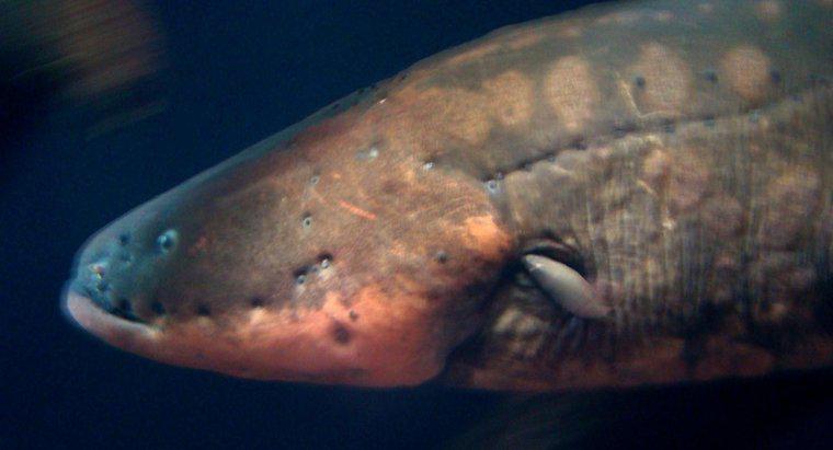 ¿Qué depredadores cazan las anguilas eléctricas?