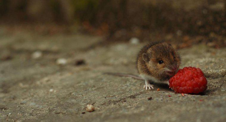 ¿Son los ratones carnívoros o herbívoros?