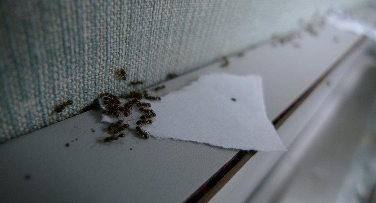 ¿Cómo se usa una mezcla de bicarbonato de sodio y azúcar glas para deshacerse de las hormigas?