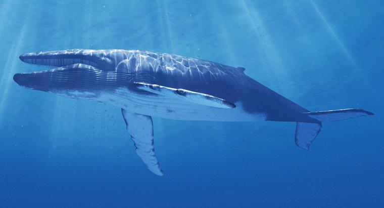 ¿Qué se está haciendo para proteger a la ballena azul de la extinción?