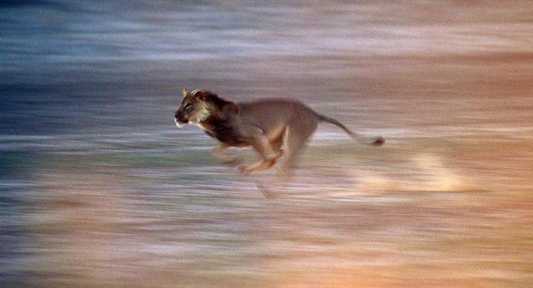 ¿Qué tan rápido puede correr un león?