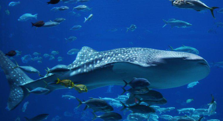 ¿Es un tiburón ballena más grande que una ballena azul?