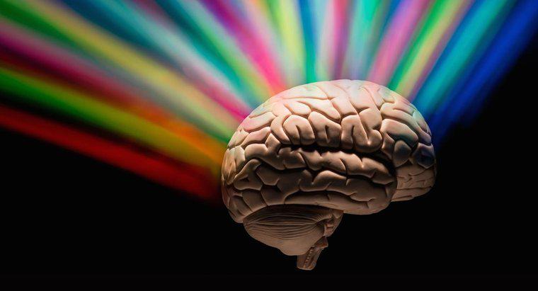 ¿Cuánto del cerebro usan las personas?