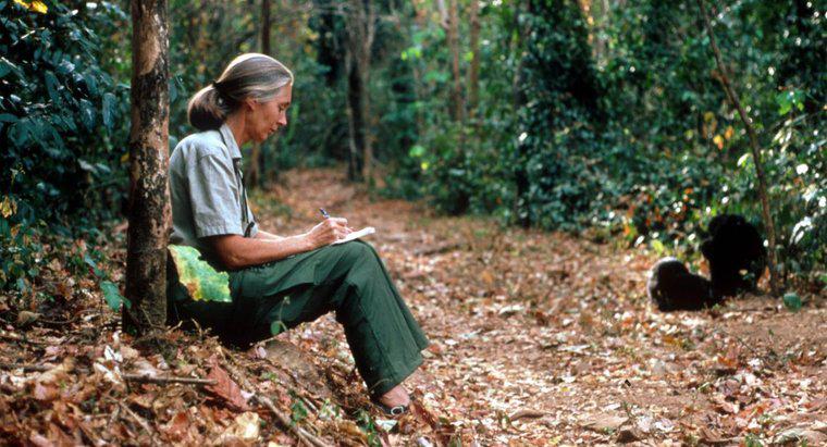 ¿Cuáles son algunos hechos interesantes sobre Jane Goodall?