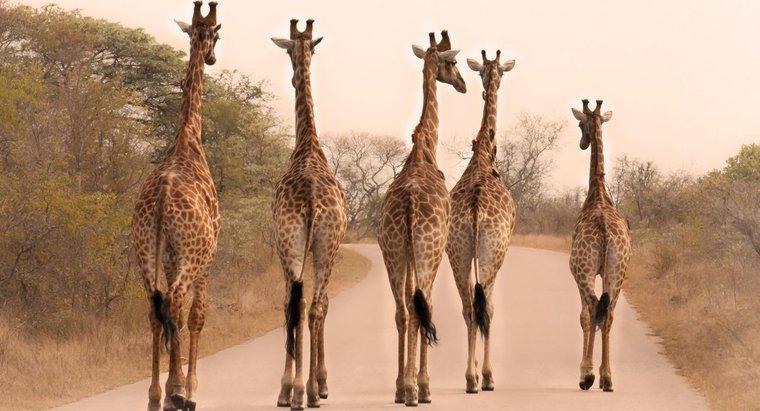 ¿Por qué las jirafas son tan altas?