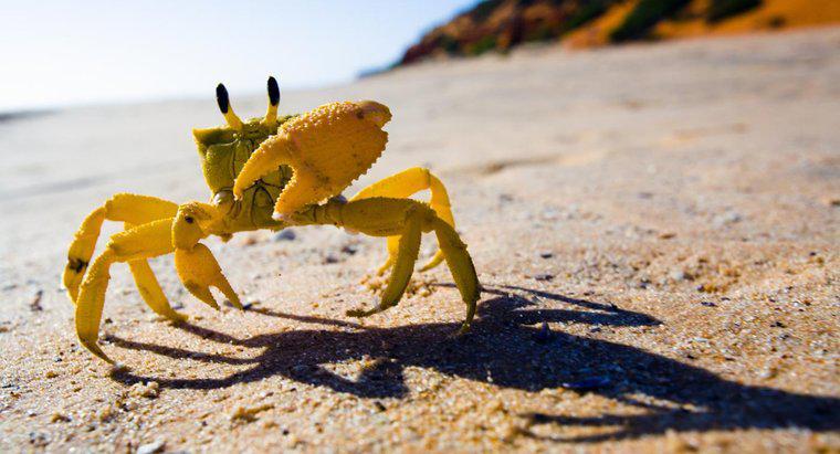 ¿Cómo se adapta un cangrejo a la vida en la orilla del mar?