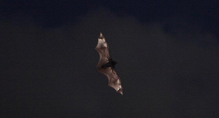 ¿Cómo los murciélagos encuentran su comida?