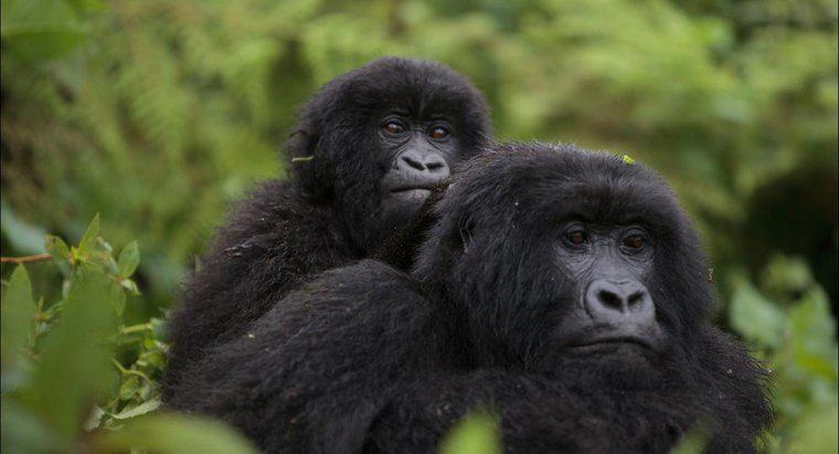 ¿Cómo se llama un grupo de gorilas?