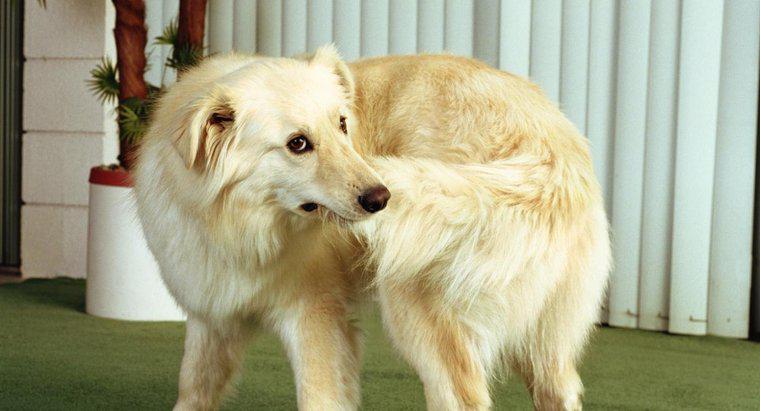 ¿Por qué los perros muerden sus colas?