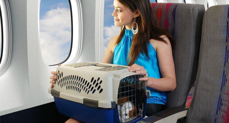 ¿Cuánto cobran las aerolíneas por volar una mascota?