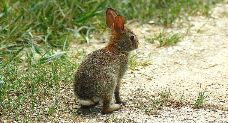 ¿Cómo se llama un conejo hembra?
