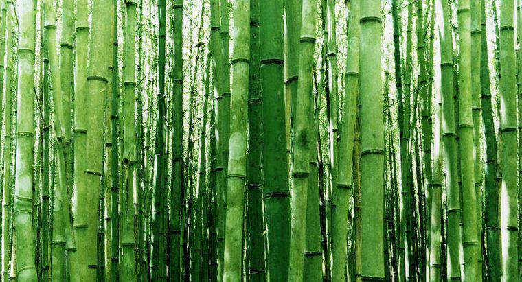 ¿Cuál es la mejor manera de cortar el bambú?