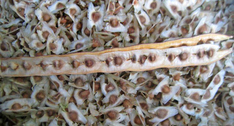¿Cuáles son los beneficios para la salud de las semillas de Moringa?