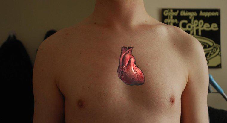 ¿Por qué el corazón es considerado una doble bomba?