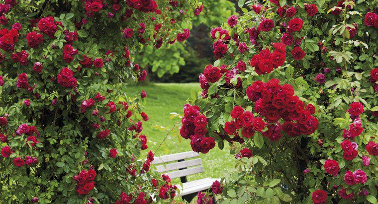 ¿Cómo se hace un fungicida natural para rosales?