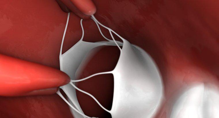 ¿Cuál es el propósito de las válvulas del corazón?