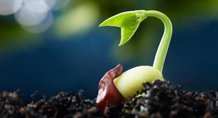 ¿Cuáles son las cinco etapas de la germinación de semillas?