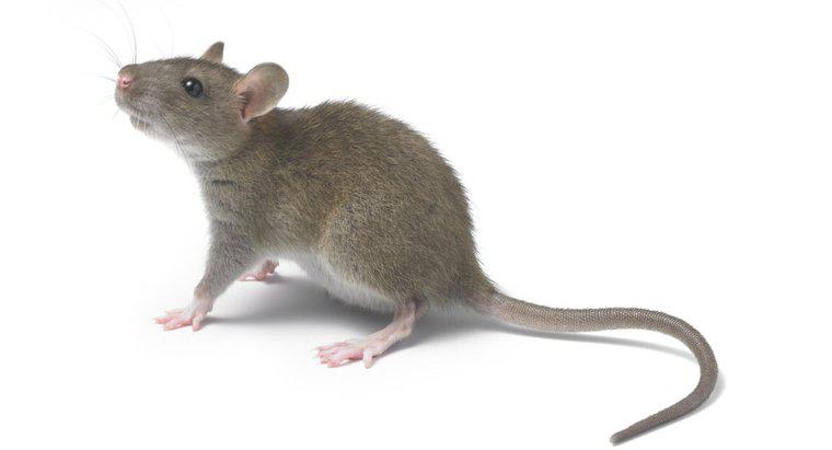 ¿Qué significa cuando sueñas con ratas?