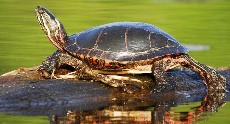 ¿Qué comen las tortugas de sol?