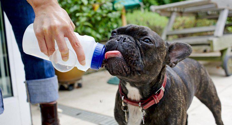 ¿Cuánto tiempo puede vivir un perro sin agua?