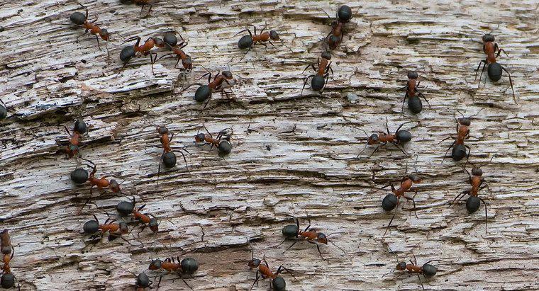 ¿Cuántas hormigas hay en el mundo?