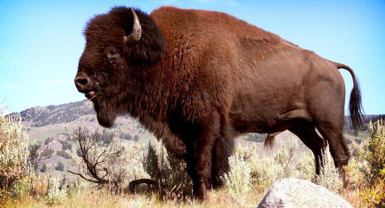 ¿Cómo se llama un búfalo macho?