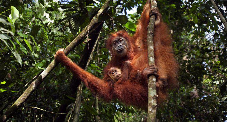 ¿Qué se está haciendo para salvar al orangután?