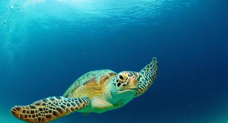 ¿Qué tipo de hábitat le gusta a la tortuga verde?