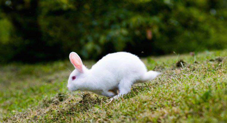 ¿Qué plantas de jardín son venenosas para los conejos?