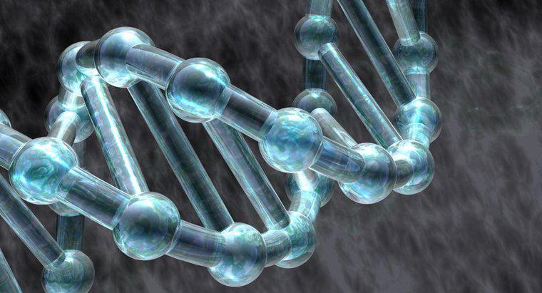 ¿Qué roles juegan las proteínas en la replicación del ADN?