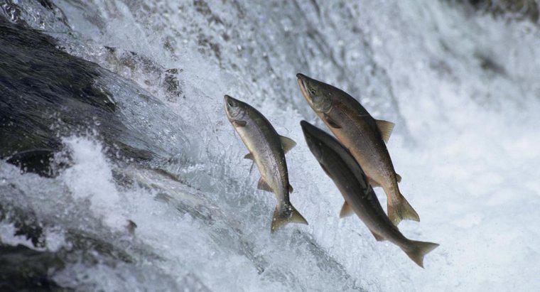¿Por qué los salmones nadan río arriba?