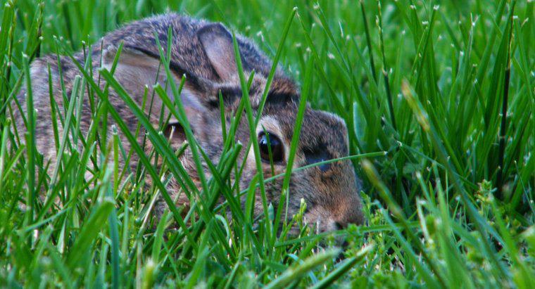 ¿Por qué los conejos cavan hoyos en los céspedes y jardines?