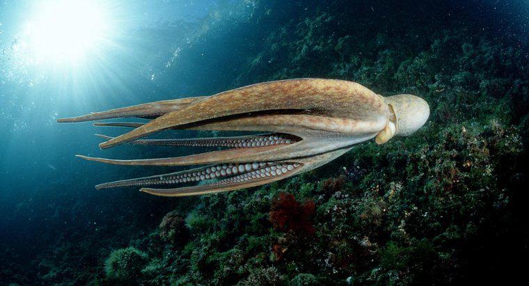 ¿Cuáles son las similitudes y diferencias clave entre un calamar y un pulpo?