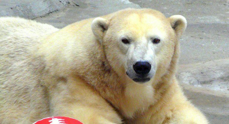 ¿Cuál es el peso promedio de un oso polar adulto?