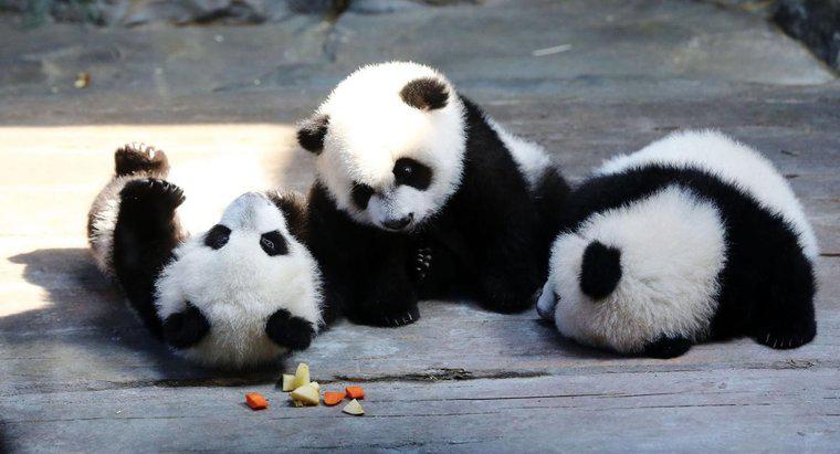 ¿Cuáles son algunos datos sobre pandas que la mayoría de las personas no conocen?