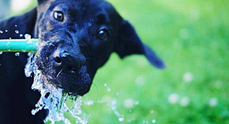 ¿Por qué mi cachorro bebe tanta agua?