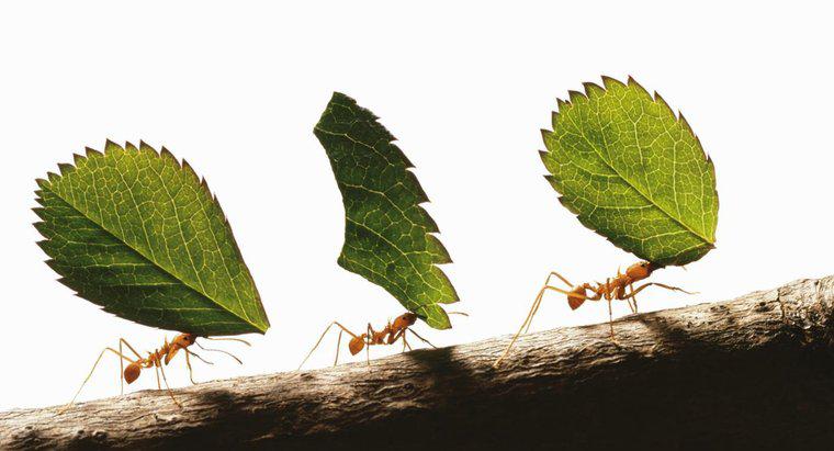 ¿Qué tan fuertes son las hormigas?