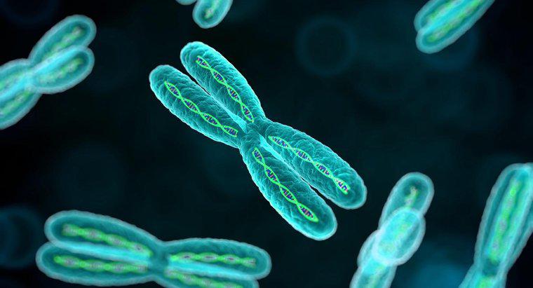 ¿Cuál es el propósito de los cromosomas?